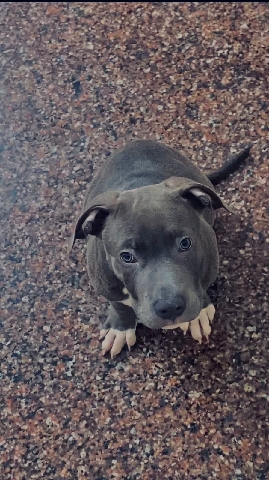 American Bulldog – American bully for sale