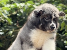 Siberian Husky - Husky available for adoption in Mumbai