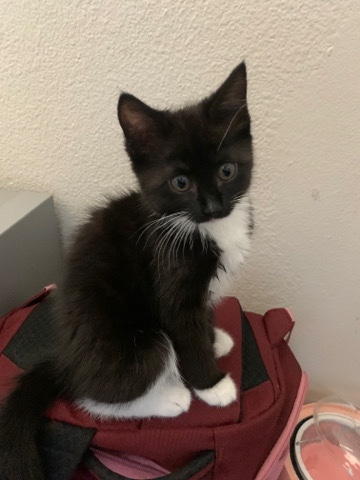 cute kitten for sale!