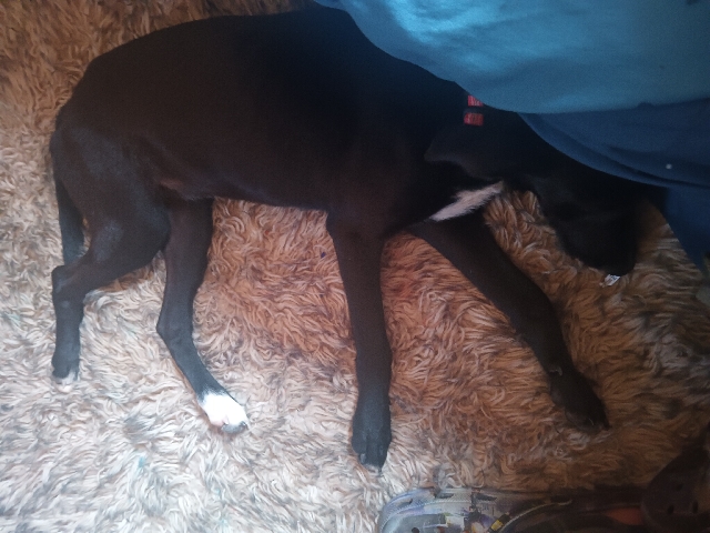 Puppy