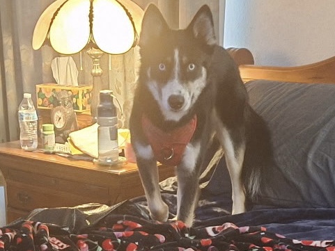 Sakhalin Husky – Husky Mix. Female 7 months old Penelope – Oceanside