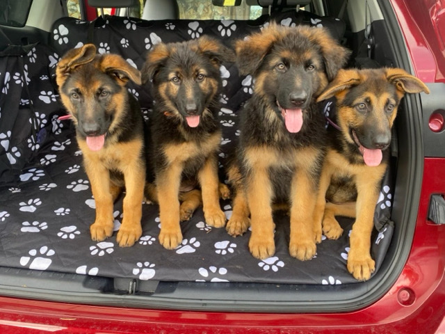 German Shepherd – german shepherd puppies AKC