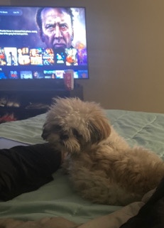 Shih Tzu – for sell