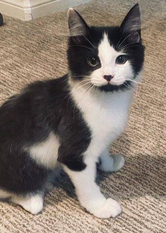 Maine Coon – 5 month old male Maine **** mix kitten