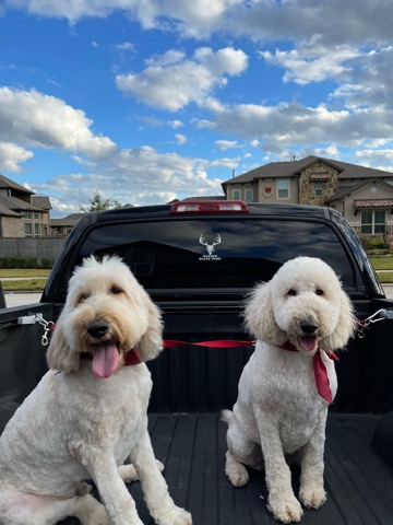 Golden Retriever – Double Doodles Goldendoodle Labradoodle