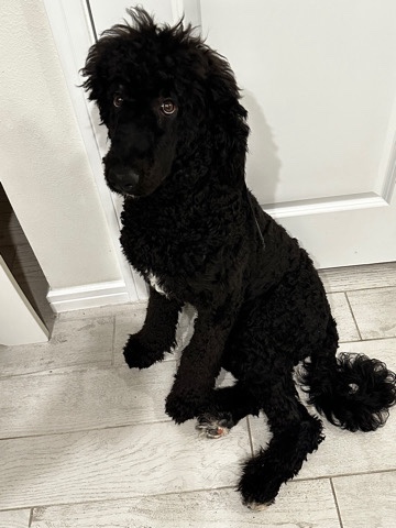 Poodle – GoldenDoodle 8 month old