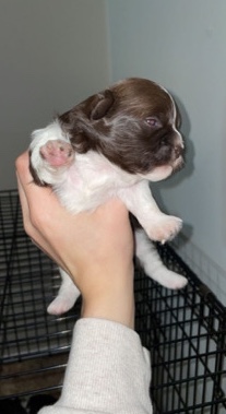 Shih Tzu – puppies for sale