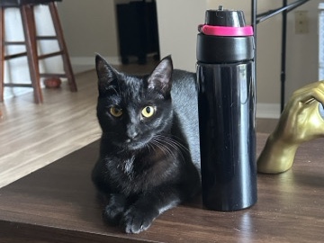 Bombay – 10 month old female cat looking for a new home. – Tampa
