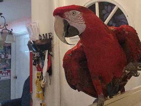 Macaw – greenwing macaw Female – Kissimmee