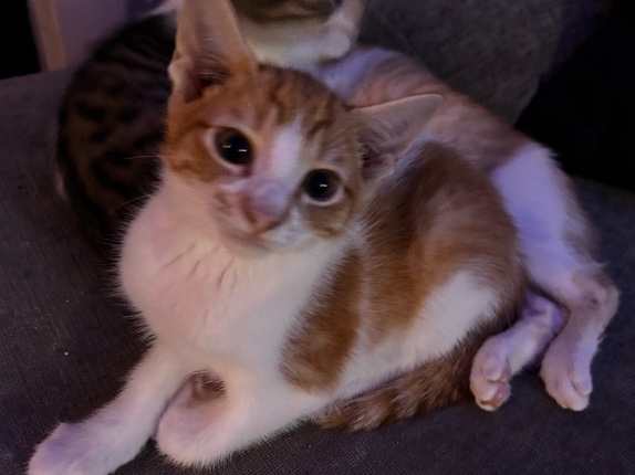 American Shorthair – Friendly American Shorthair Kitten – 3 Months Old