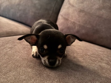 Chihuahua – chihuahua pups – Pelt