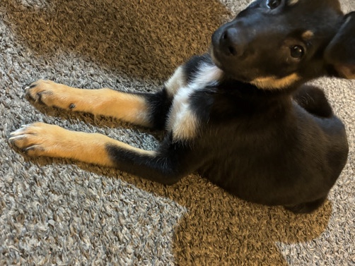 Australian Kelpie – BabyAustralianKelpie