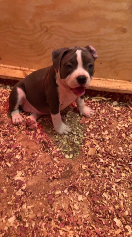 Bull Terrier – Micro Exotic Bully