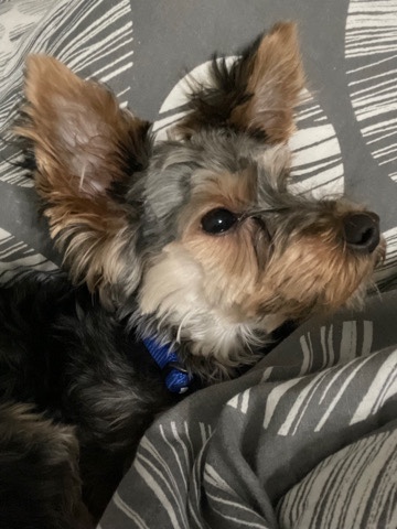 Yorkshire Terrier – Dude Mackey