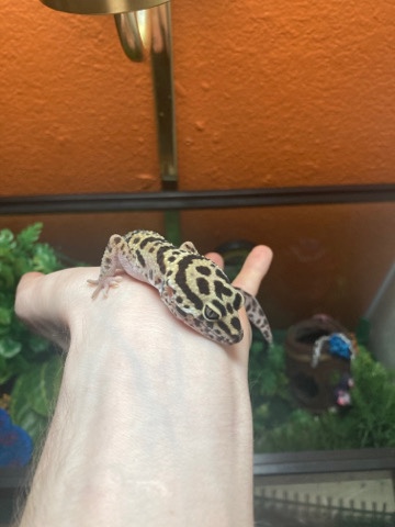 Any – She Needs a new home too!!