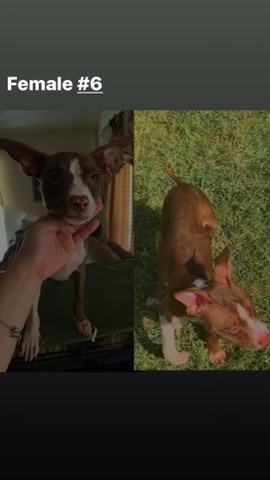 American Pit Bull Terrier – Female Pitbull Puppy