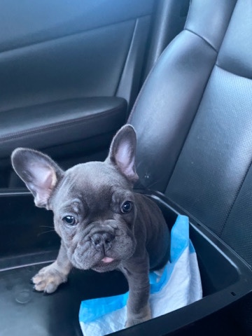 French Bulldog – Lilac X Tan 11 week male Frenchie