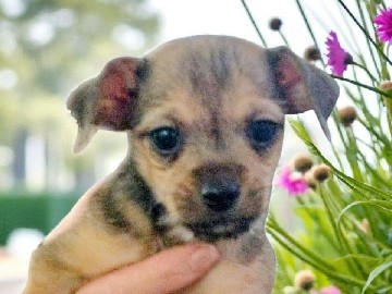 chihuahua puppies