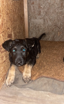 German Shepherd – German Shepard puppies