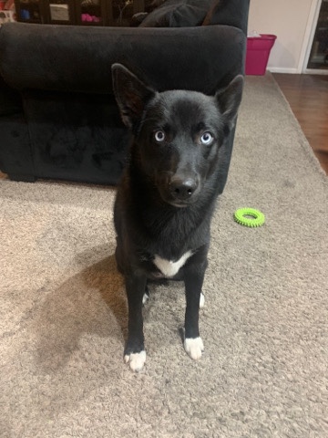 Siberian Husky – Siberian Husky Female/ 7months/ Spayed