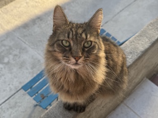 British Longhair – fluffy cat – New York