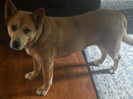 Shiba Inu – Friendly Shiba Inu Mix – 8 Years Old – Highland Lakes – Highland Lakes