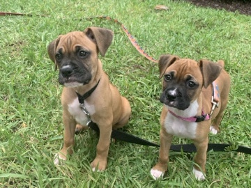 Boxer – AKC Boxer Puppies (Palm Beach, FL) – Fort Lauderdale