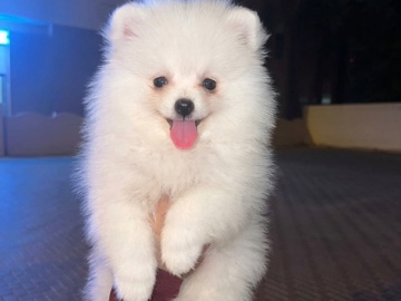 Pomeranian – Russian Female Pomeranian – Dubai