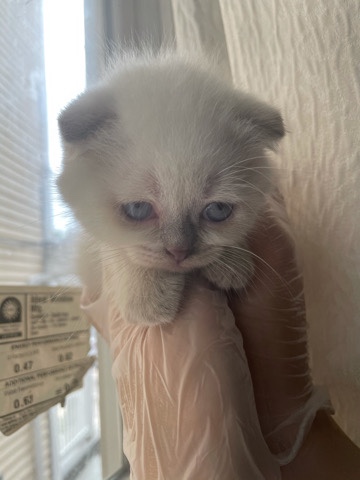 Scottish fold kitten