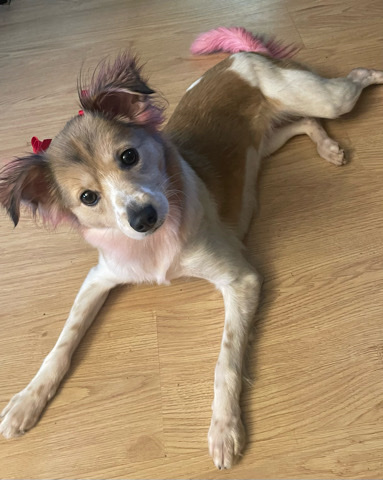 Border Collie – Clover 🍀