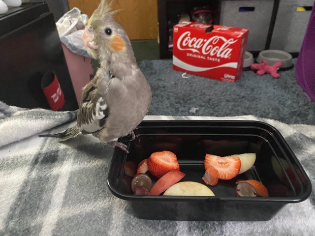 rehoming male cockatiel (liberty ky) 