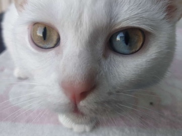 Turkish Van – 🐾 Liebe Katze sucht ein neues Zuhause – Köln