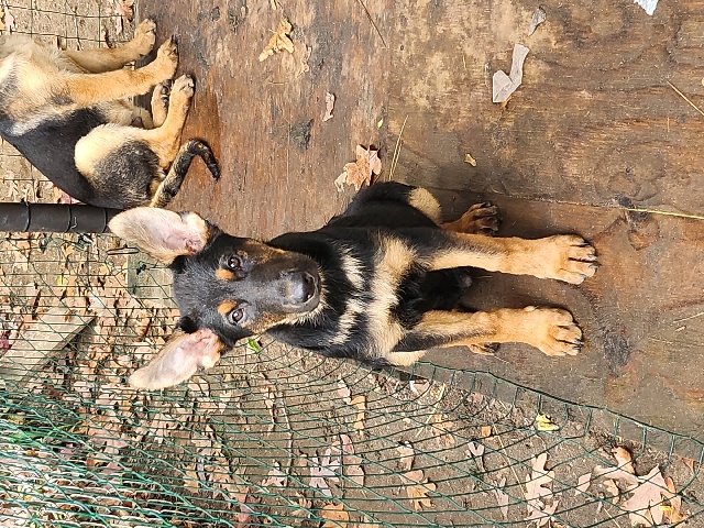 German Shepherd – German shepherd puppies