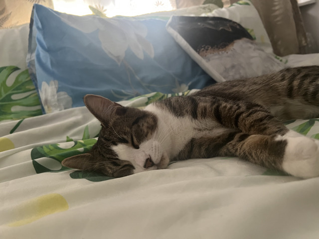 American Shorthair – cat to rehome – Barnet