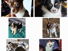 Chihuahua – Chihuahua puppies – Bowling Green