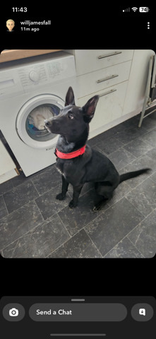 Belgian Shepherd Dog (Malinois) – female Belgian mal