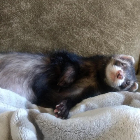 ferret – ferret negotiable price