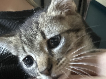 tabby kitten! – Brooksville