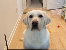 Labrador Retriever – Osper - Labrador – Powell