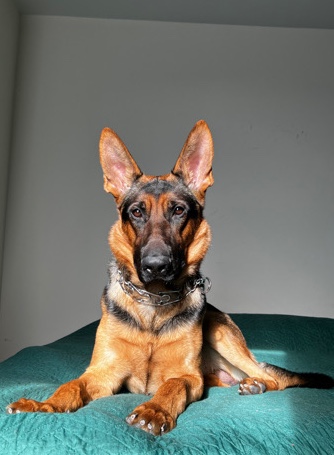 German Shepherd – Adopt my German Shepherd
