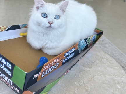 British Longhair - Cutest cat 🥹 available for adoption in Abu Dhabi