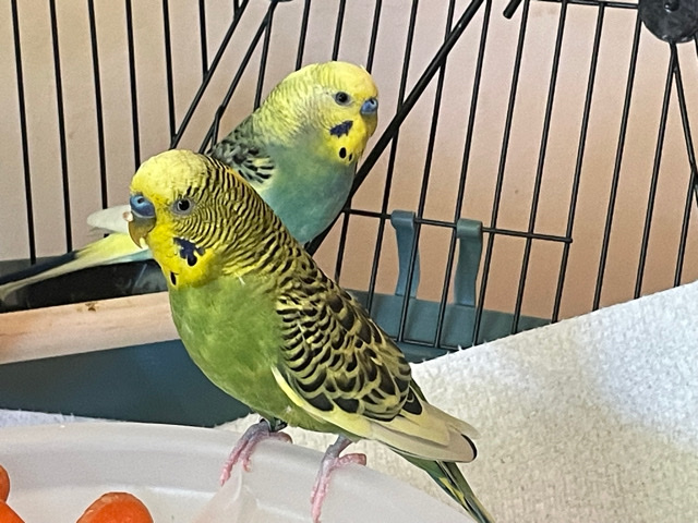 Two male parakeets comes with cage,food, toys