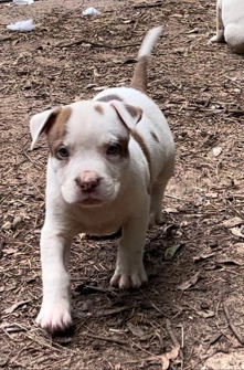 American Pit Bull Terrier – razor edge/redboy jocko/APBT