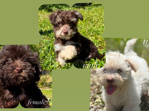 Mixed Breed – 3 goldendoodle(mixed) puppies – Lehigh Acres