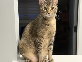 American Shorthair – Paris/ friendly young cat – Fayetteville