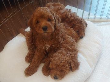 Poodle - 🐶✨ Adorable Toy Poodle Puppies for Sale! ✨🐶 available for adoption in Dubai