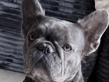 French Bulldog – pups looking for new homes – Tallahassee