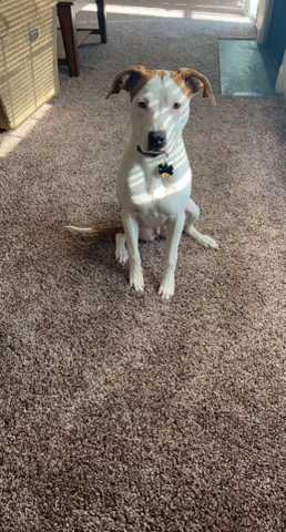 American Staffordshire Terrier – rocket needs a new home