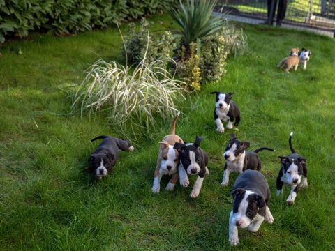 American Staffordshire Terrier – American Staffordshire Terrier – Бања Лука