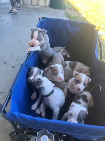 American Bulldog – American bully